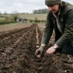 Коли садити картоплю