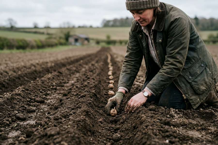 Коли садити картоплю