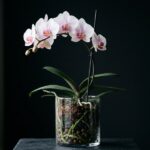Як поливати орхідею, орхідея