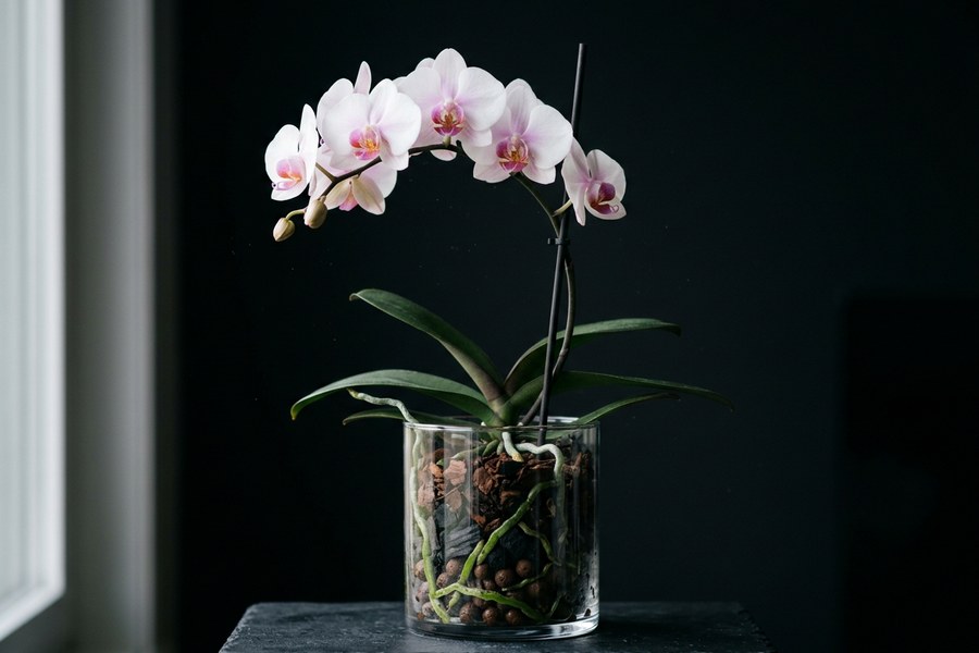 Як поливати орхідею, орхідея