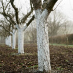 як побілити дерева